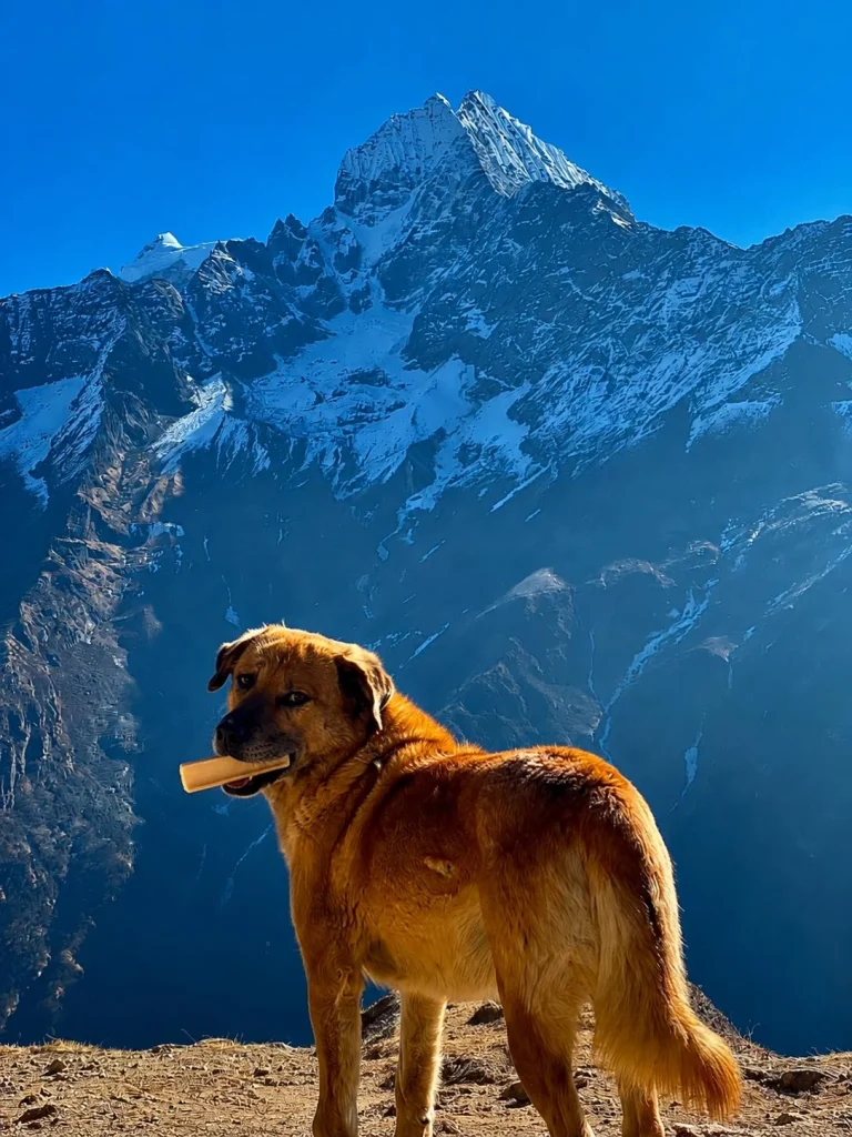 Himalayan White Drop Dog Chew