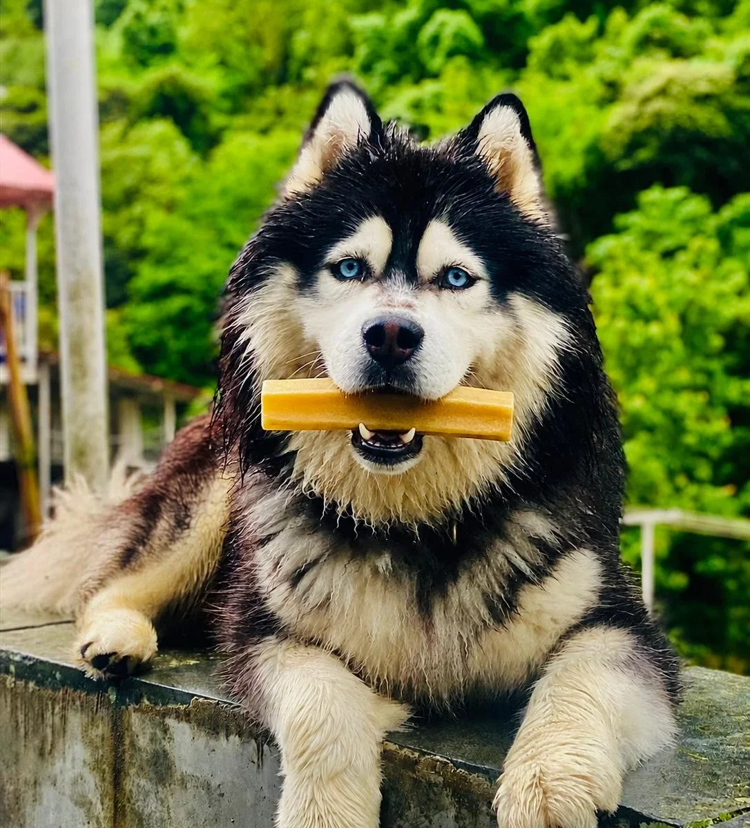 Dog Chews