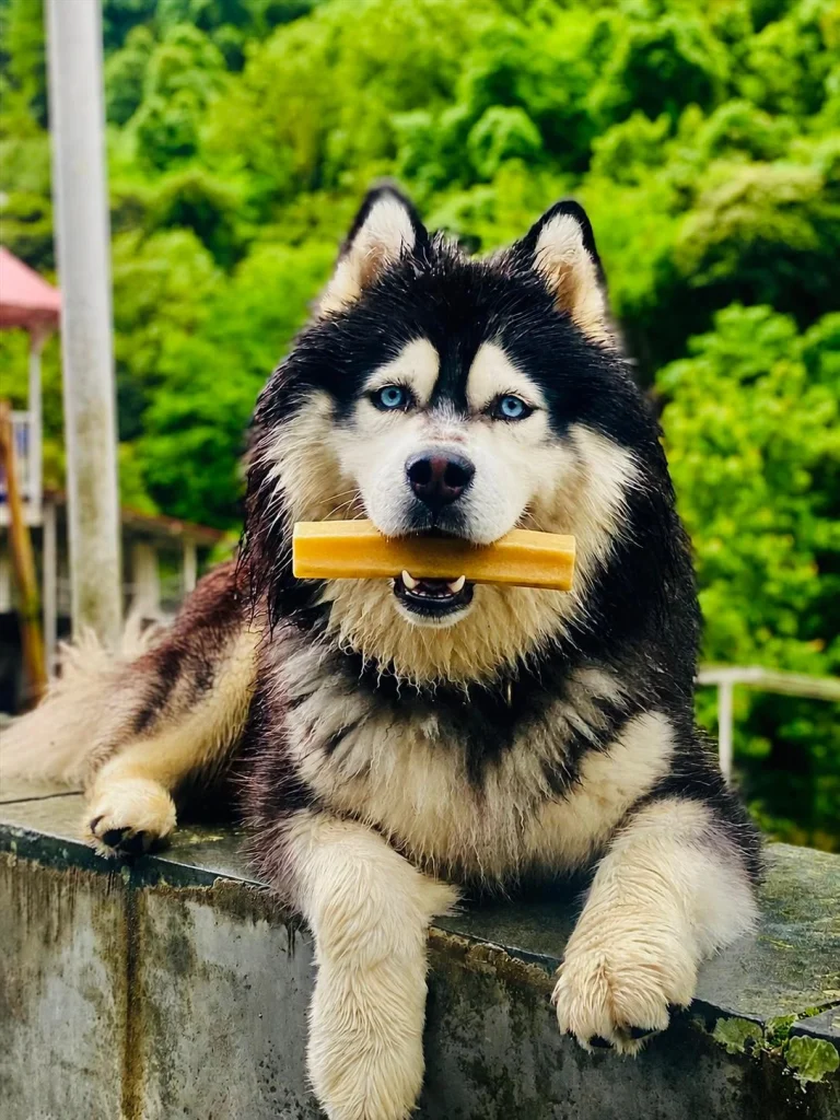 Himalayan White Drop Dog Chew