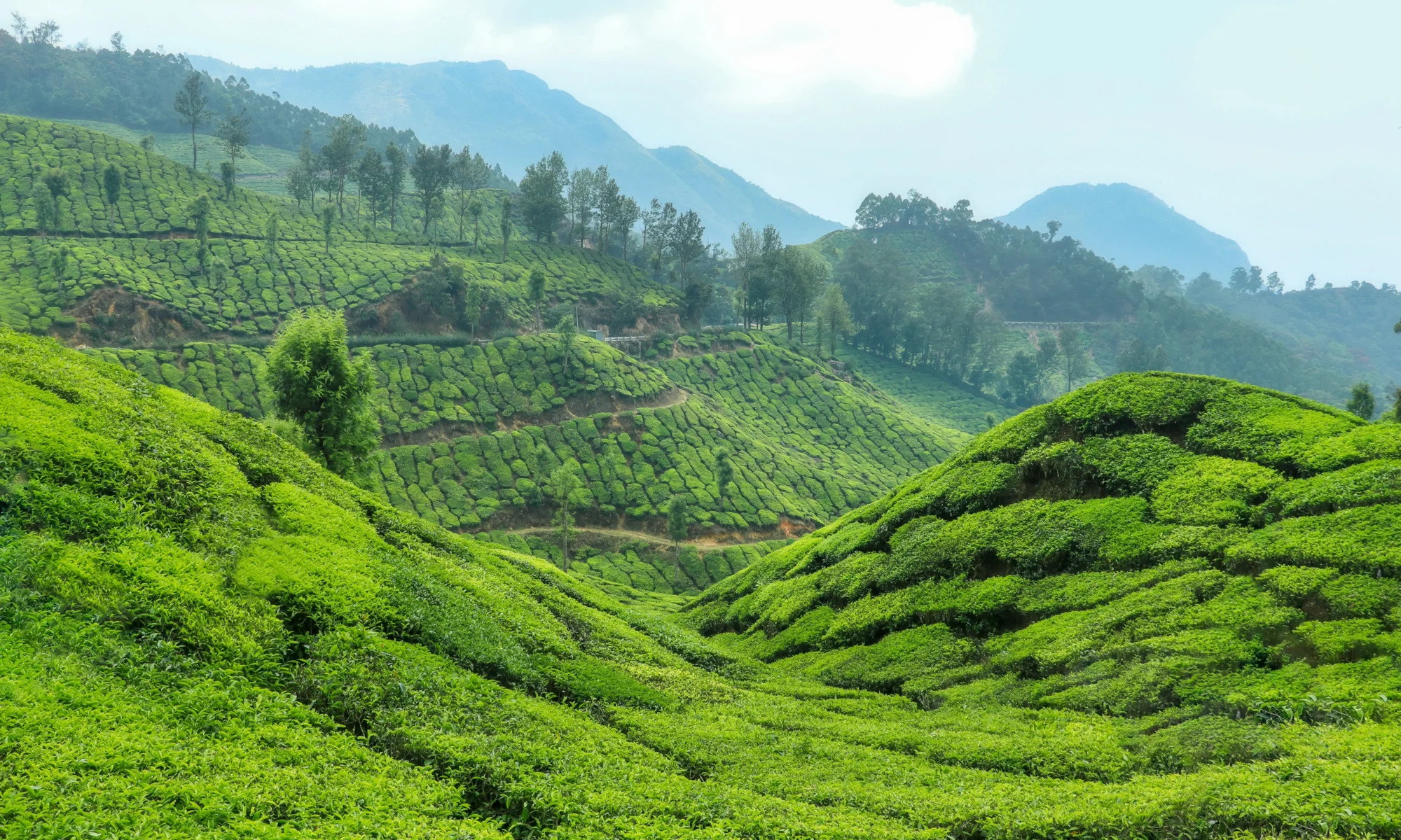 High-Altitude Tea, Hand-Picked on Nepali Hillsides