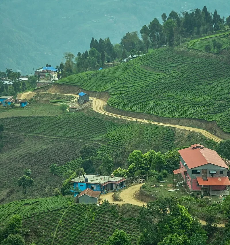 Mountain Green Tea