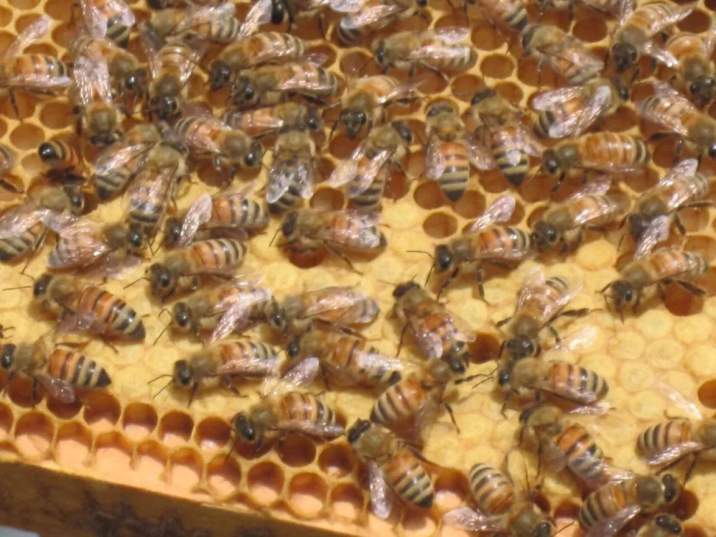 Wild Himalayan Honey