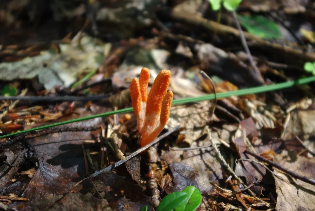 Yarsagumba