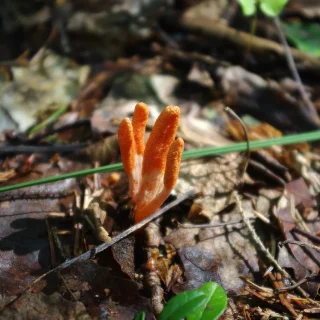 Yarsagumba