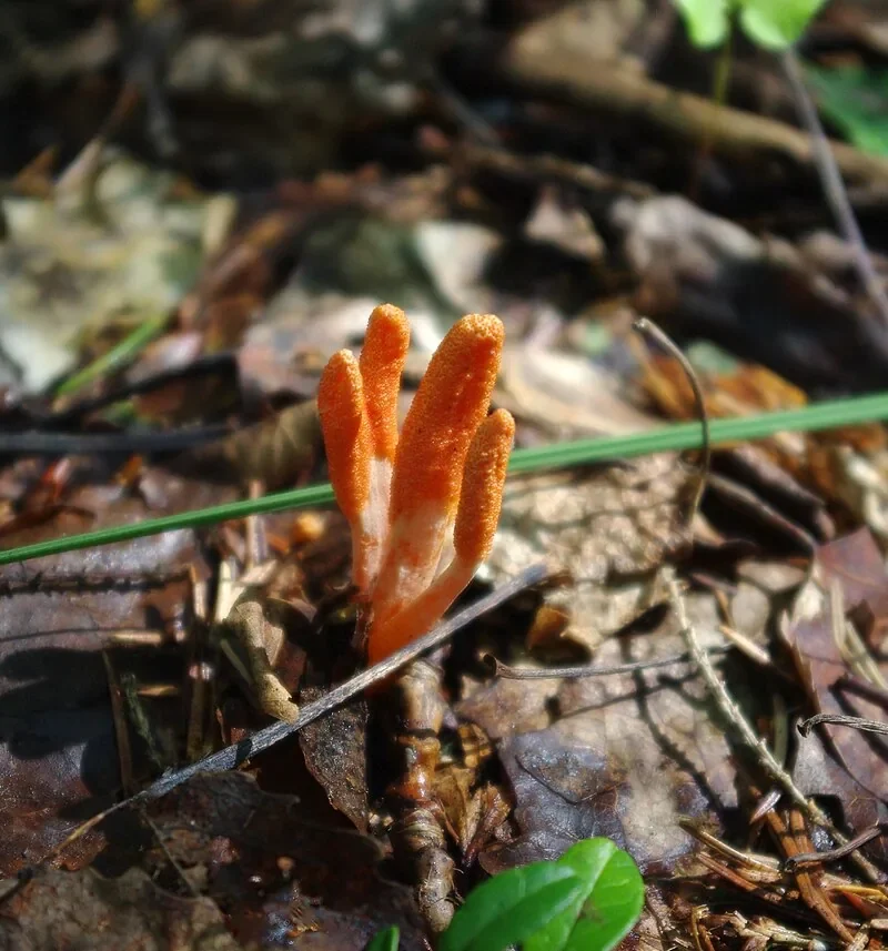 Yarsagumba